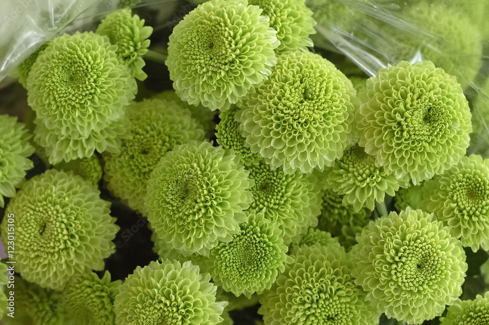cauliflower shoot cauliflower shoot