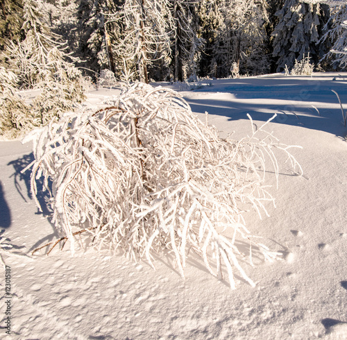 Snow trees in the carpathyan mountains
 photo