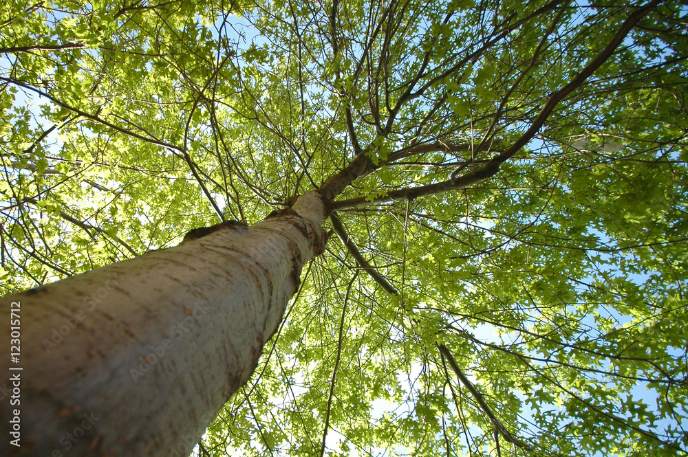 Fototapeta premium green maple tree from below