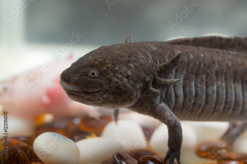 axolotl close up