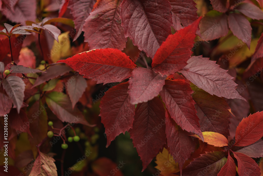 red leaves on green fence closeup photo red leaves on green fence closeup photo