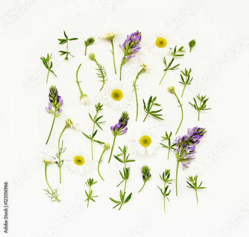 Wild flowers on white paper background