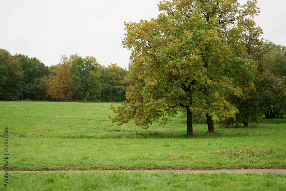 early autumn landscape in park with field and tree early autumn landscape in park with field and tree
