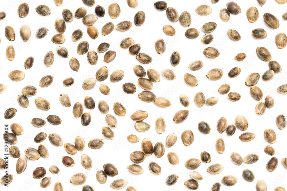 Seamless background with hemp seeds spread out on white Seamless background with hemp seeds spread out on white