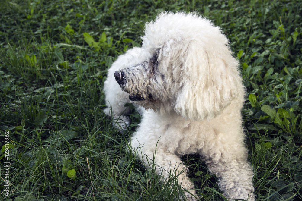 Portrait of white poodle lying on the grass