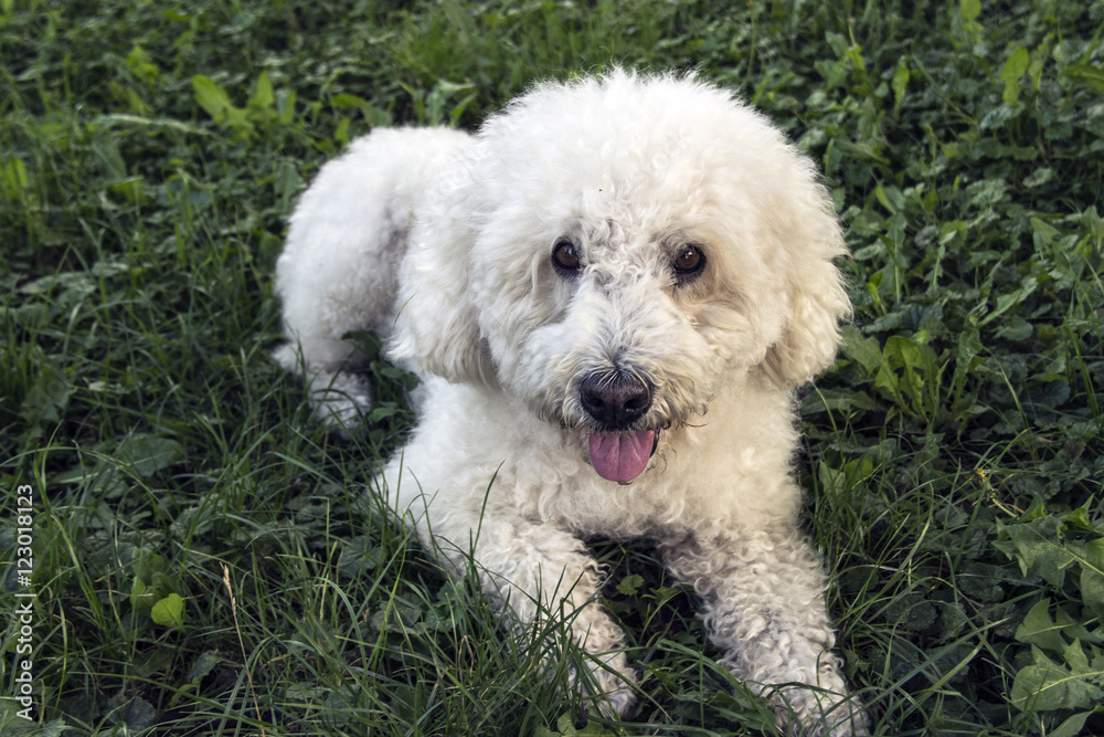 Portrait of white poodle lying on the grass Portrait of white poodle lying on the grass