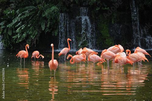 Pink long legs flamingo birds in a pond