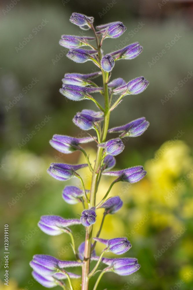 Fototapeta premium Purple budding flowers as floral background..