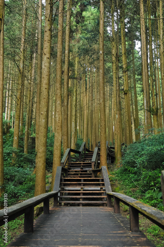 Stairways to bamboo ancient forest