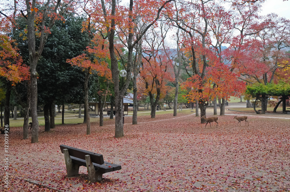 Lonely wooden bench in Japanese Autumn garden