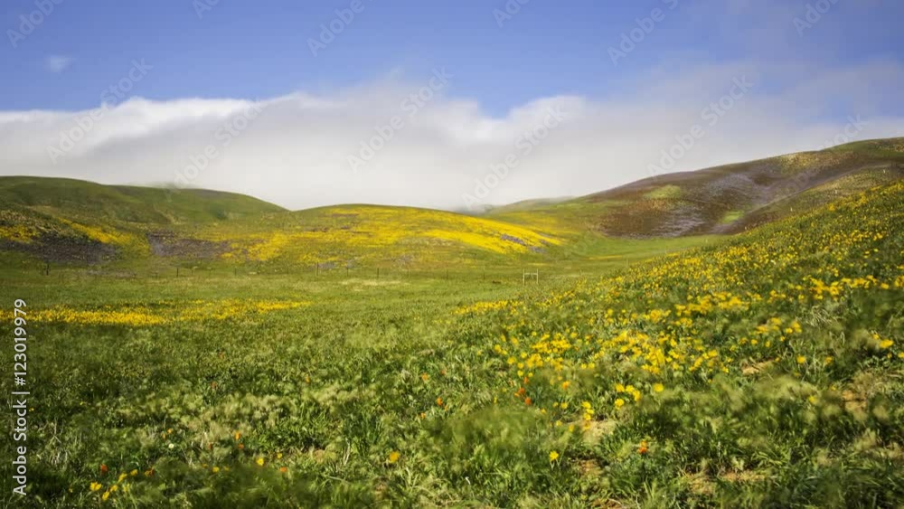 Motion controlled time lapse with dolly right & zoom out motion of wildflowers on foggy hillside during Super Bloom 2016 in California Motion controlled time lapse with dolly right & zoom out motion of wildflowers on foggy hillside during Super Bloom 2016 in California