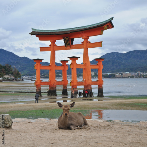 Obraz na plátně Japanese deer and red sacred Miyajima gate in Hiroshima Japan