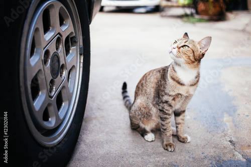 Tiger Cat sitting near on car,focused cat face