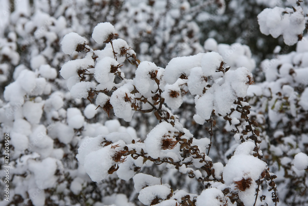 Winter im Naturgarten