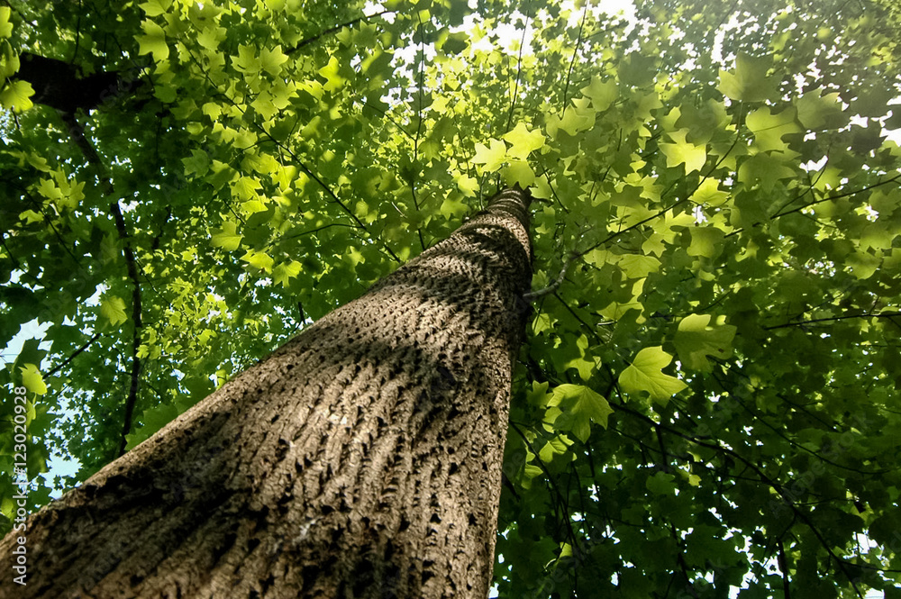 Fototapeta premium Lush green tree in summer