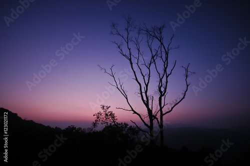 Dramatic silhouette shape of tree branches during twilight sunse