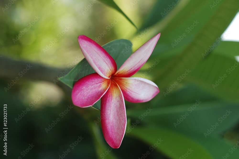 Fototapeta premium Thai pink red plumeria flower with green blue background