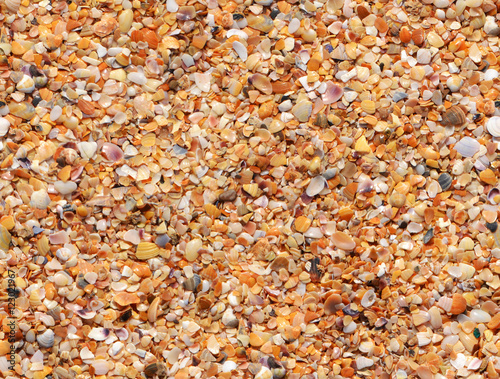 Бесшовный фон с морскими ракушками