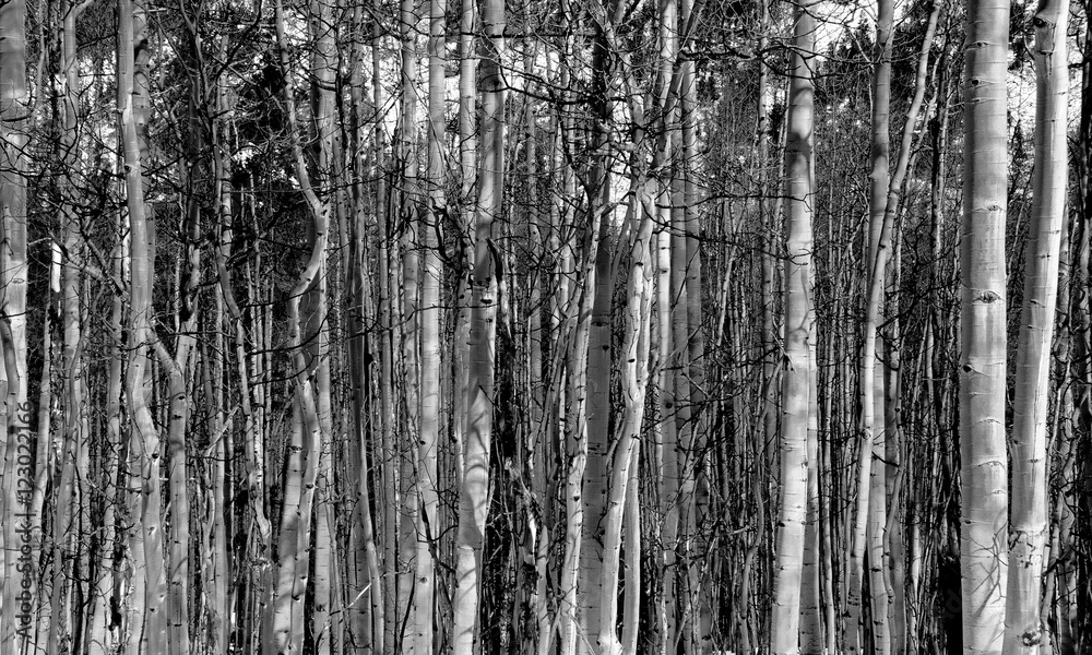 Forest of skinny trees in winter