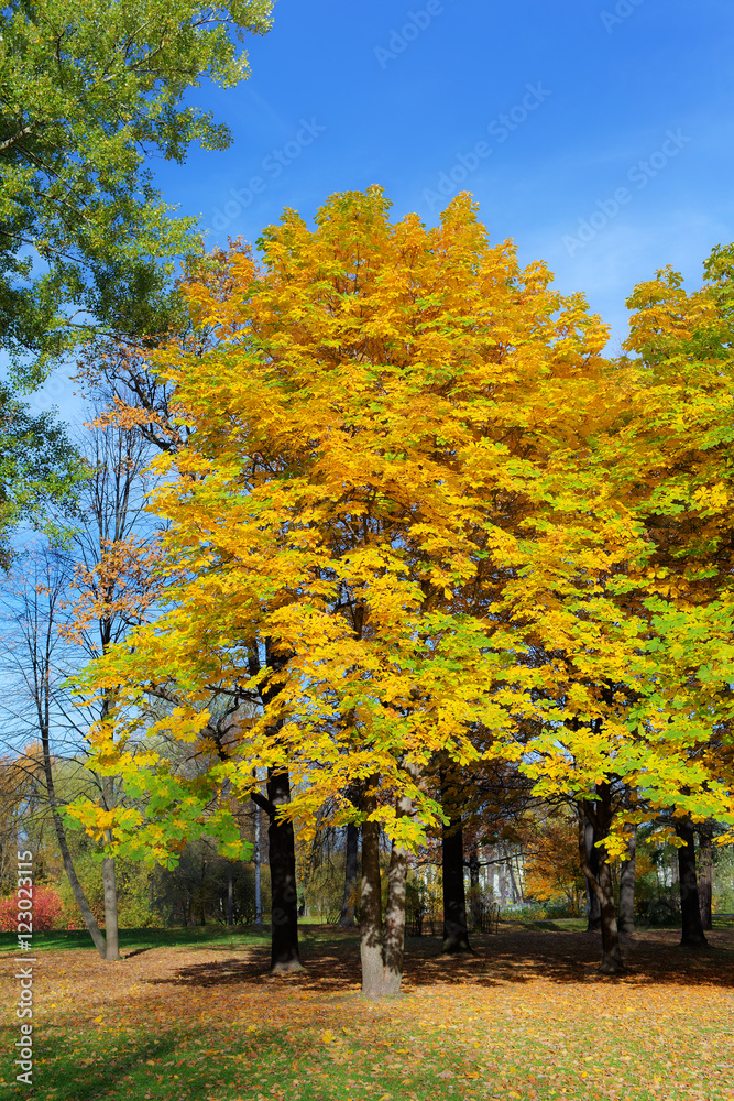 Naklejka premium chestnuts with lush foliage