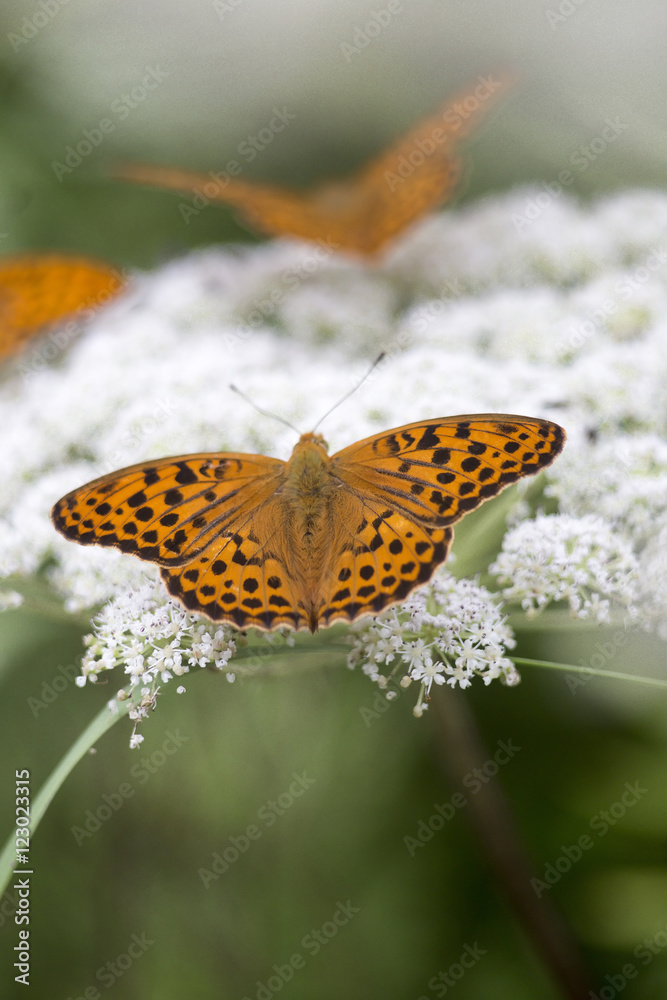 orange butterfly on camomile orange butterfly on camomile