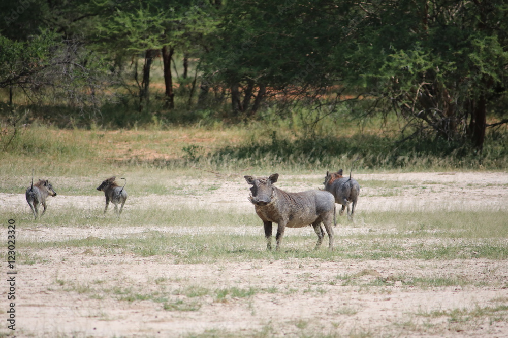 Fototapeta premium Warthogs at Bwabwata National Park, Namibia Africa