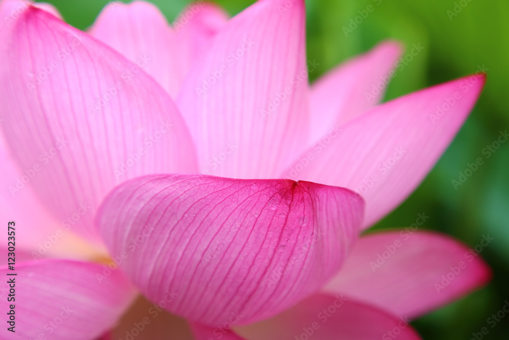 Close up of Lotus flower