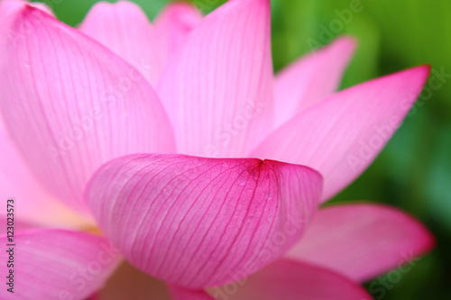 Close up of Lotus flower