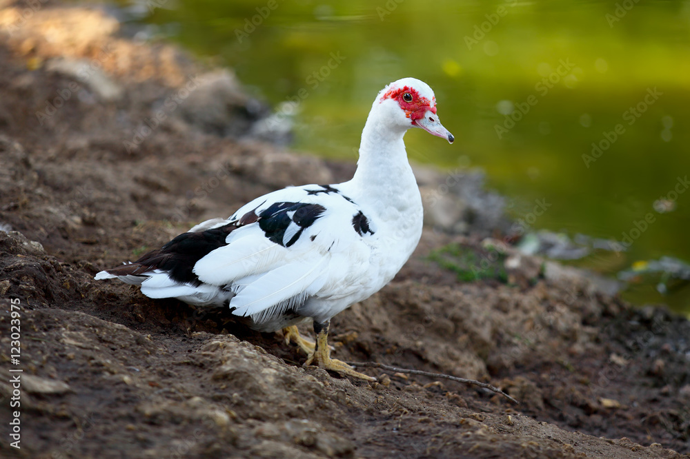 muscovy duck standing alone on the lakefront. muscovy duck standing alone on the lakefront.