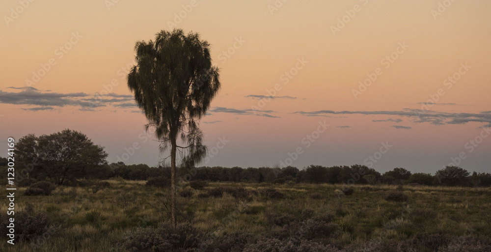 Desert Oak at dusk