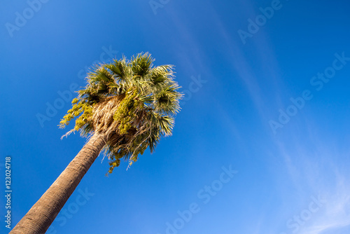 High palm tree against the blue sky