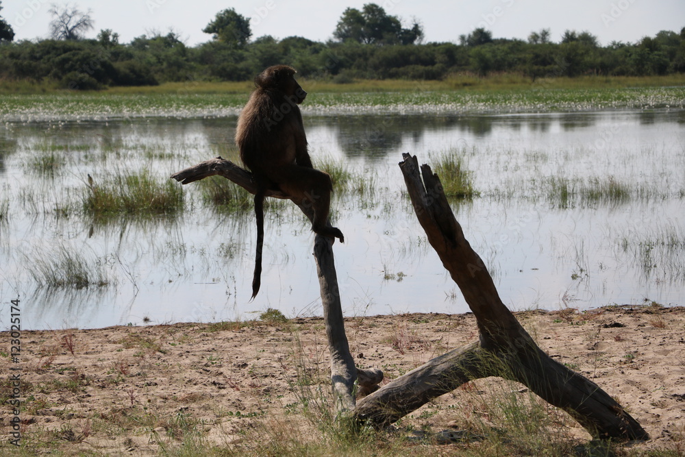 Fototapeta premium Monkey sitting at the lake shore in Bwabwata National Park in Namibia, Africa