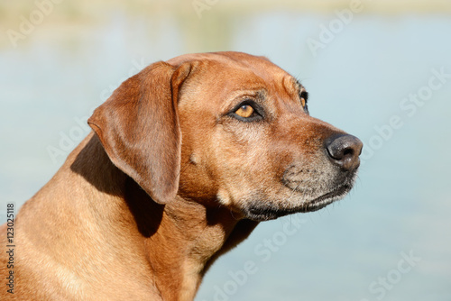 Head of the dog rhodesian ridgeback