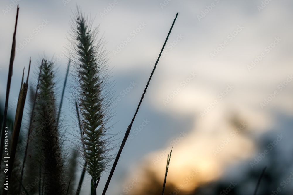 Obraz premium Soft focus of feather Pennisetum or mission grass flower silhouette with evening sky