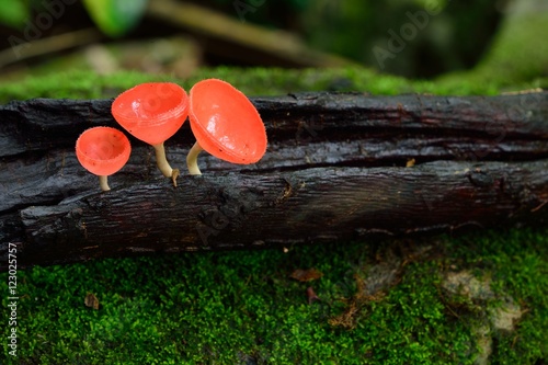 Dennis cup mushroom photo