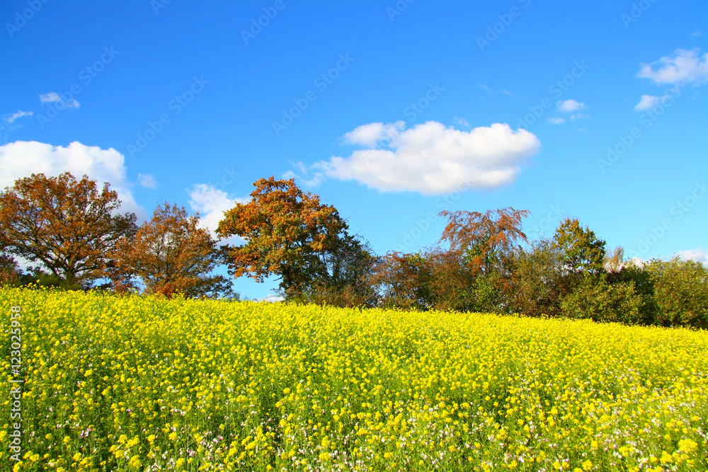 Farben im Herbst