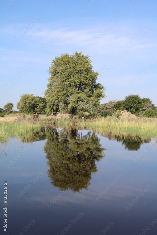 Tree reflected in the Okavango, Caprivi strip of Namibia Africa Tree reflected in the Okavango, Caprivi strip of Namibia Africa