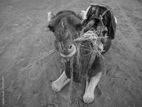 African camel or Camelus dromedarius in Morocco, chewing closeup photo