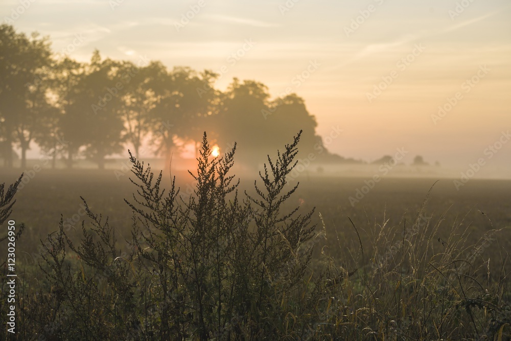 Obraz premium countryside with fog in the morning