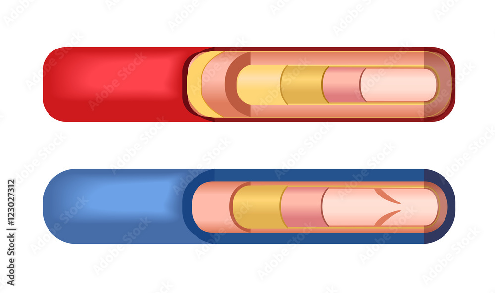 blood . artery and vein. Circulatory system. Vector. Red indicates
