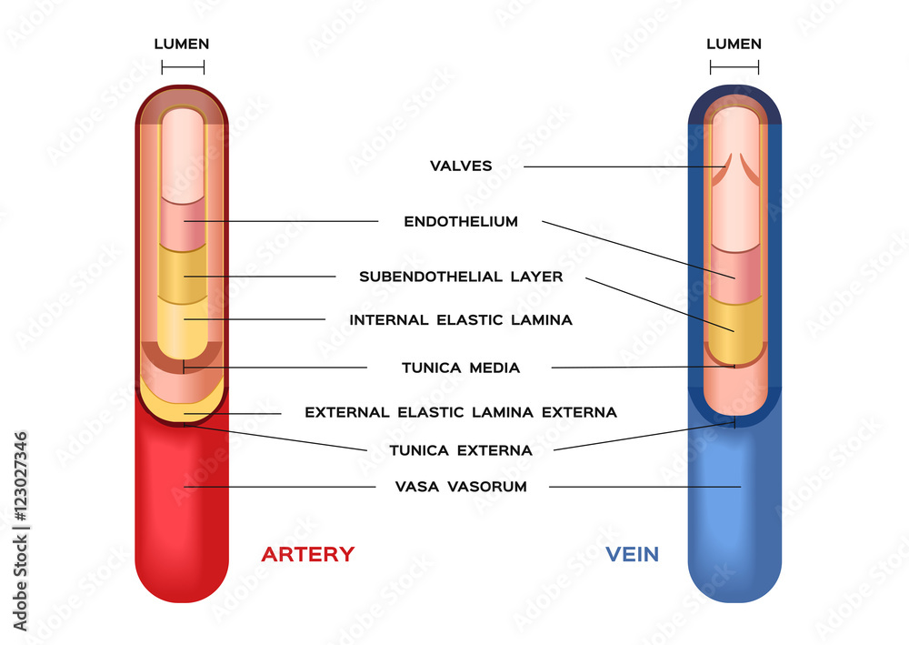 blood . artery and vein. Circulatory system. Vector. Red indicates