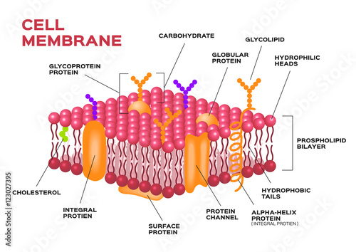 Cell membrane , pink membrane vector photo