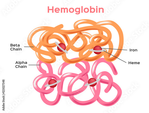 Structure of the haemoglobin ( hemoglobin ) molecule showing alpha and beta chains, heme groups and iron atoms. hemoglobin vector photo