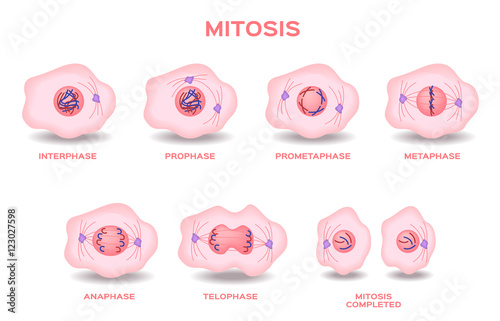 mitosis, the process of cell division and multiplication vector . pink color of mitosis cell .  photo