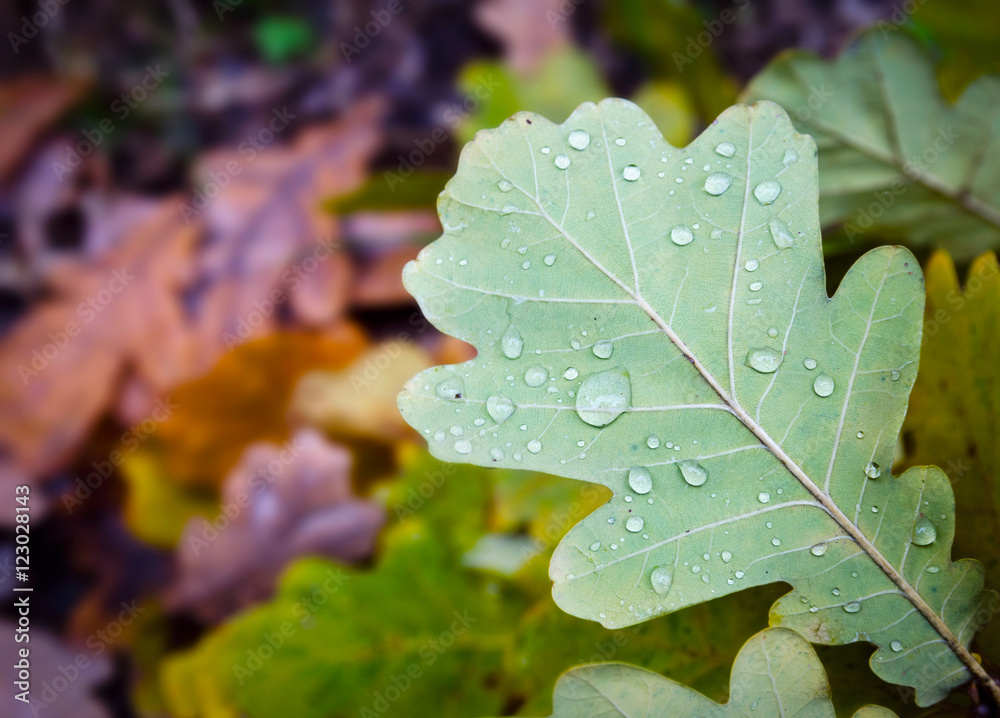 Fototapeta premium Maple leaf with raindrops in the fores in autumn