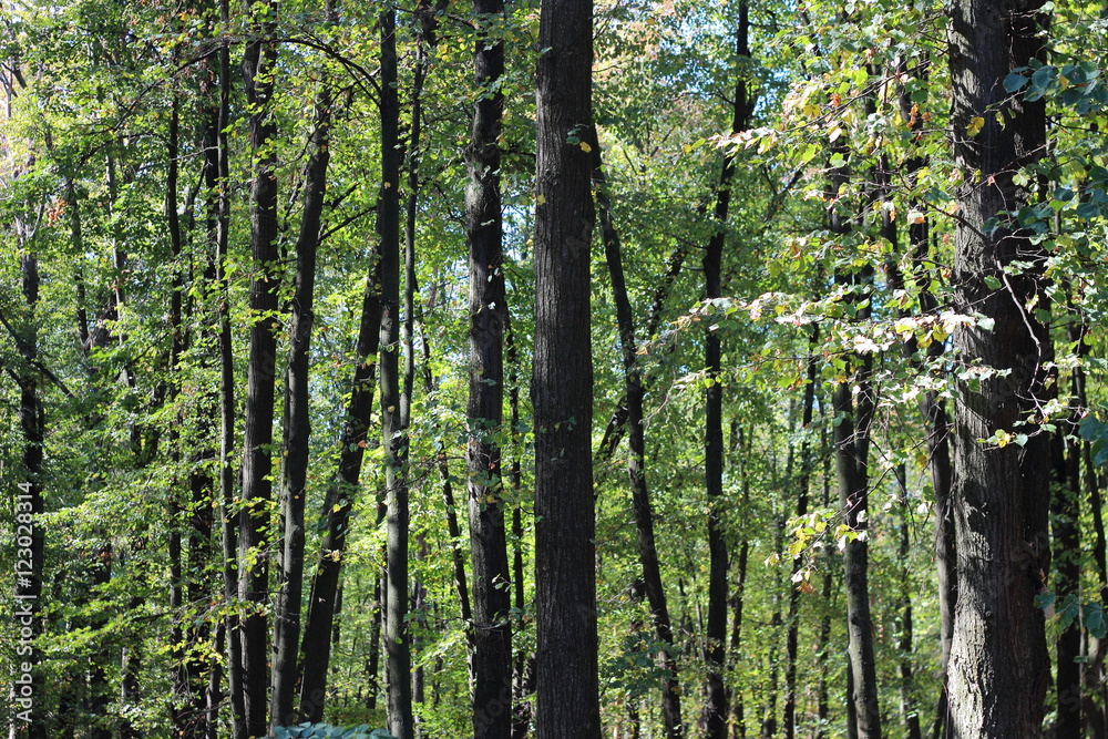 Fototapeta premium Trees in a green forest