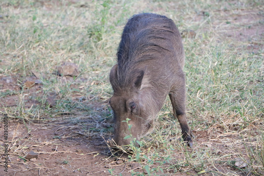Portrait of male warthog, Botswana Africa Portrait of male warthog, Botswana Africa