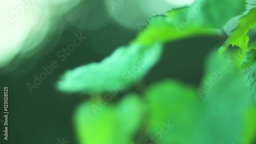 grapes and blured background