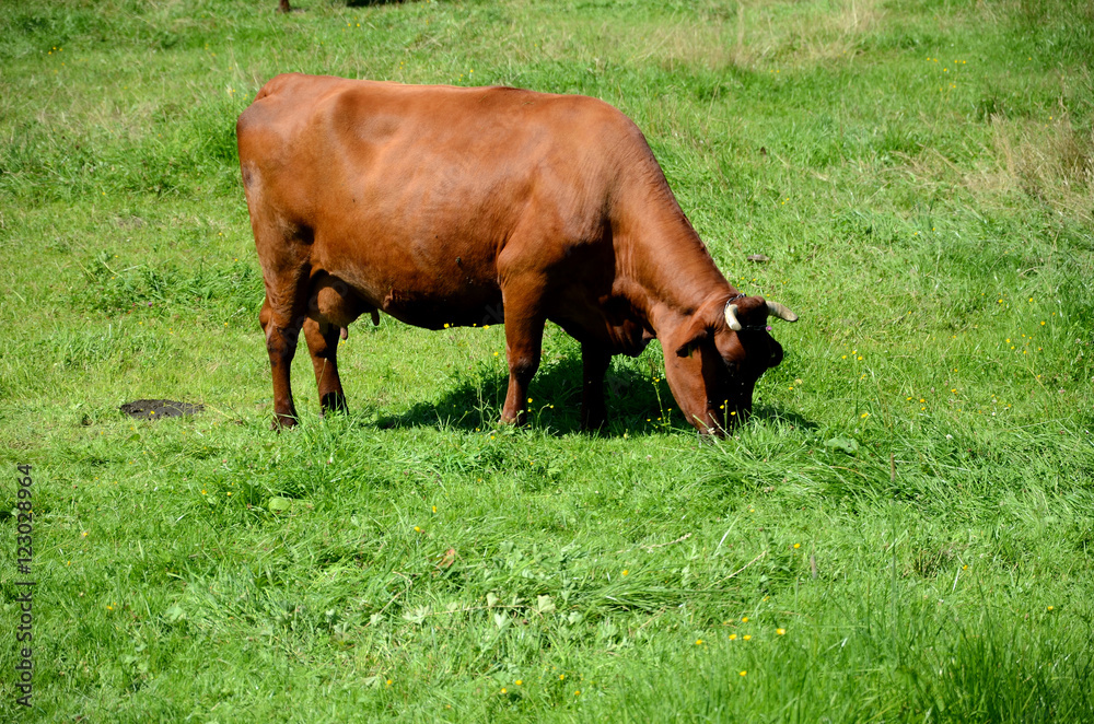 Cow on pasture