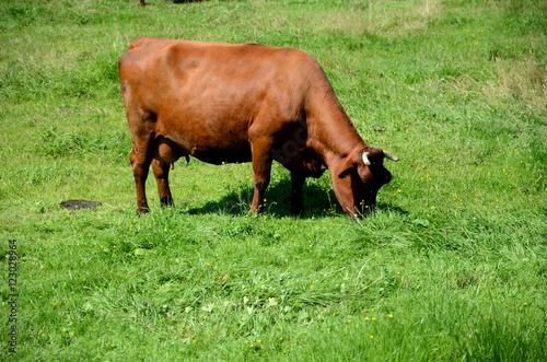 Obraz na płótnie Cow on pasture w salonie
